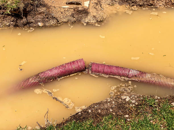 Best Mold removal after water damage  in Sissonville, WV